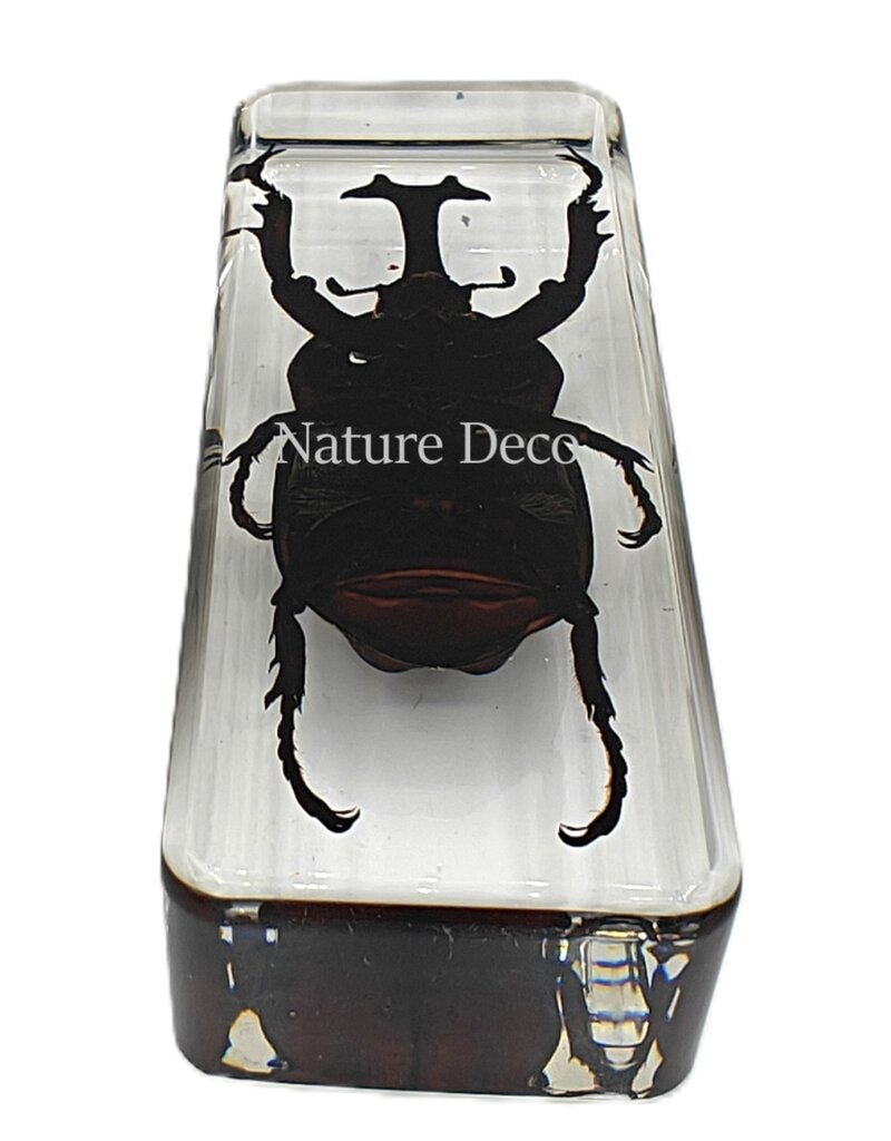 . Giant unicorn beetle in resin 4 x 11 x 3 cm