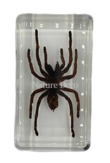 . Tarantula in resin