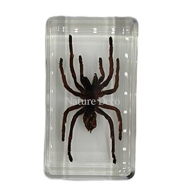. Tarantula in resin