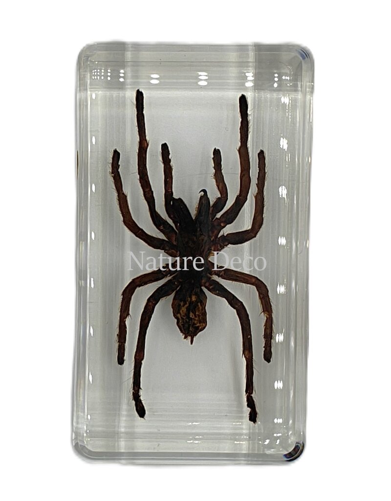 . Tarantula in resin