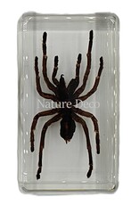 . Tarantula in resin