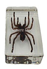 . Tarantula in resin