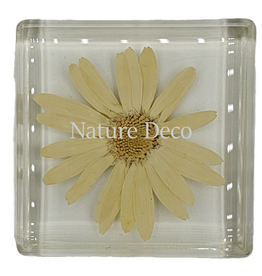 . Daisy in resin 5 x 5 cm