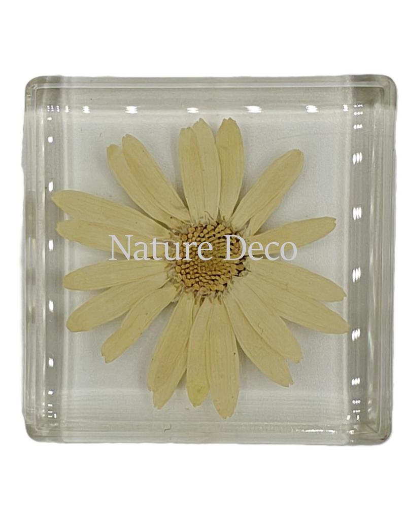 . Daisy in resin 5 x 5 cm