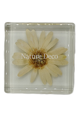 . Daisy in resin 5 x 5 cm