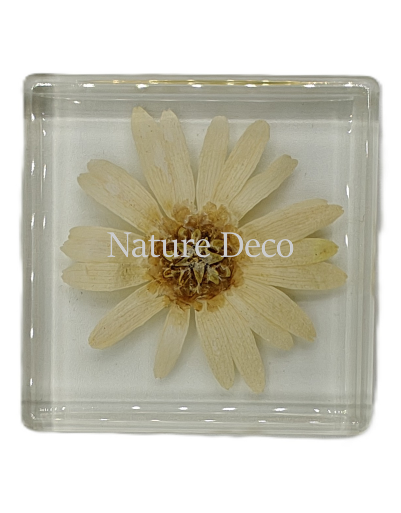 . Daisy in resin 5 x 5 cm