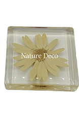 . Daisy in resin 5 x 5 cm
