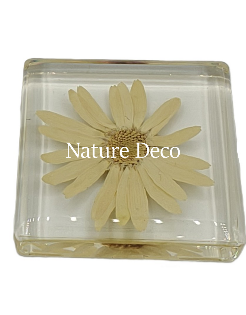 . Daisy in resin 5 x 5 cm