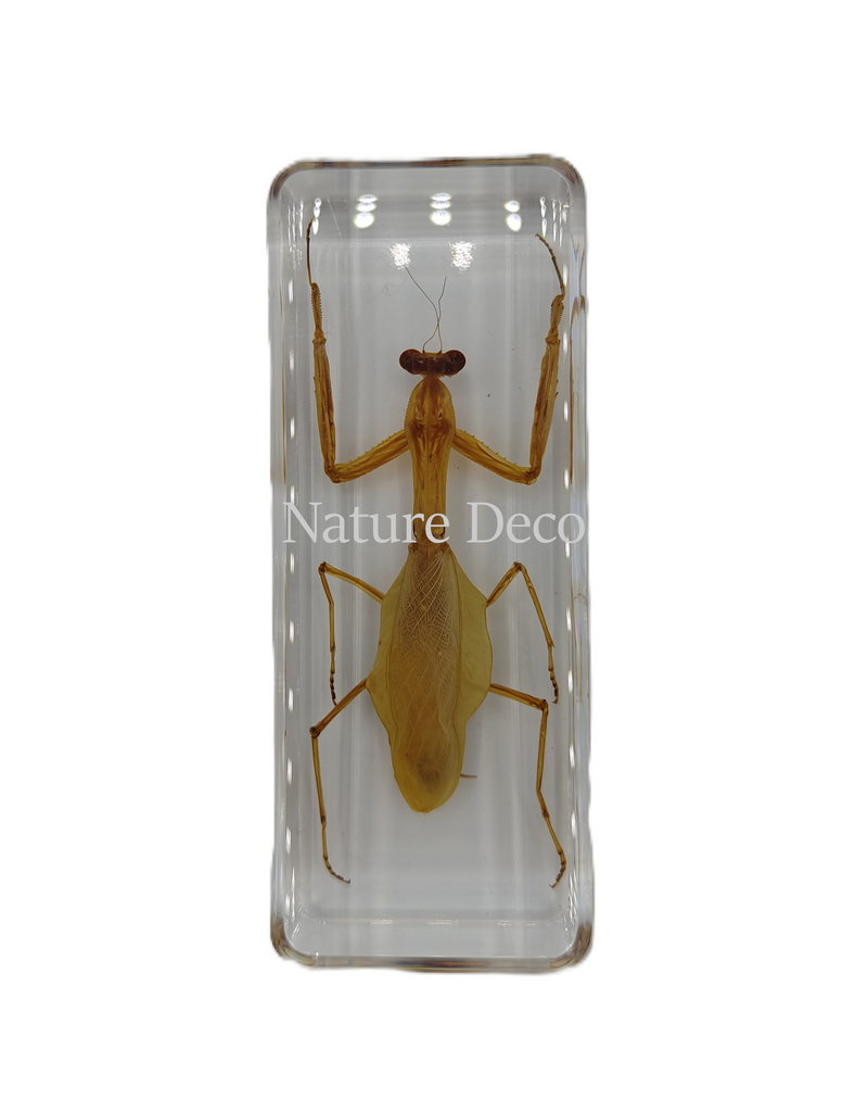 . Praying Mantis in resin 4 x 11 x 3 cm