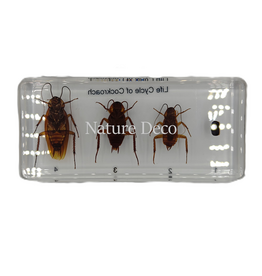 . Cockroach lifecycle in resin