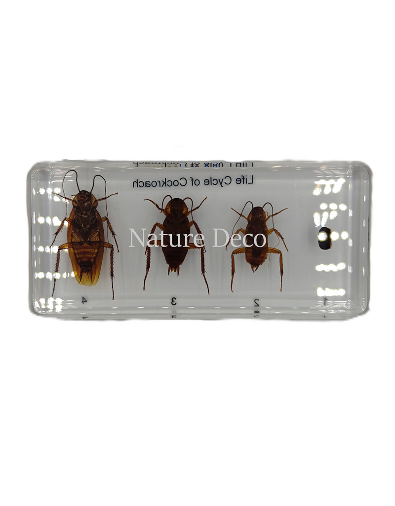 . Cockroach lifecycle in resin