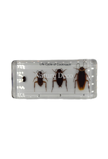 . Cockroach lifecycle in resin