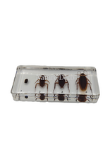 . Cockroach lifecycle in resin