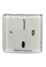 . Meelworm levenscyclus in hars