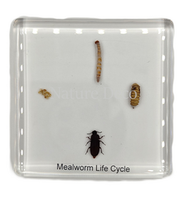 . Mealworm lifecycle in resin