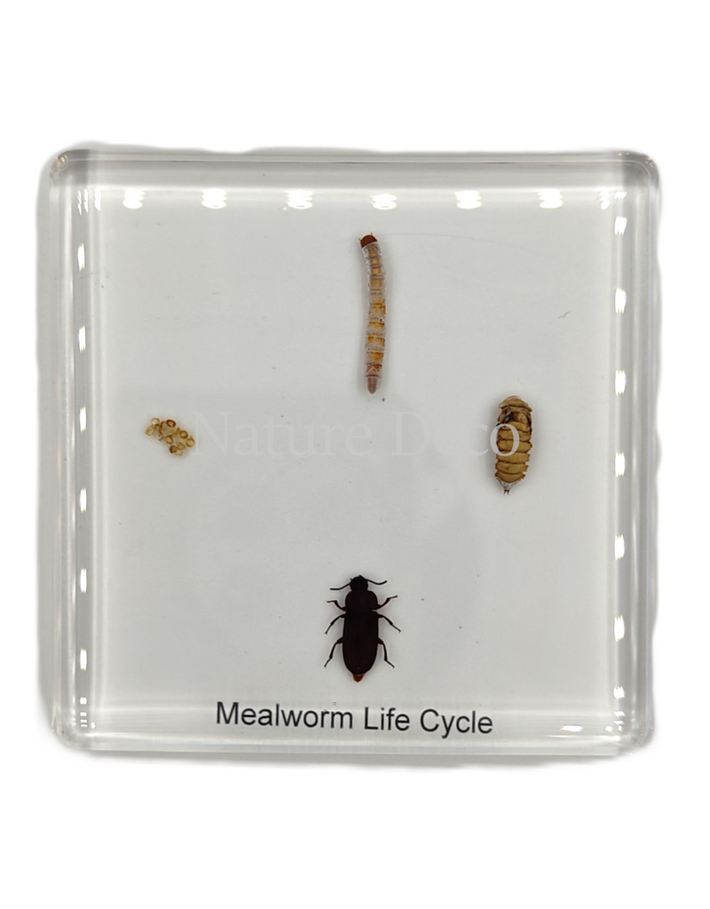 . Meelworm levenscyclus in hars