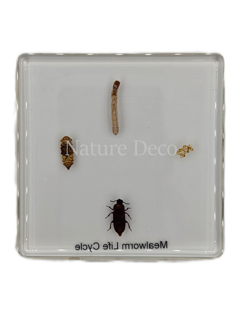 . Meelworm levenscyclus in hars
