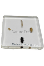 . Mealworm lifecycle in resin