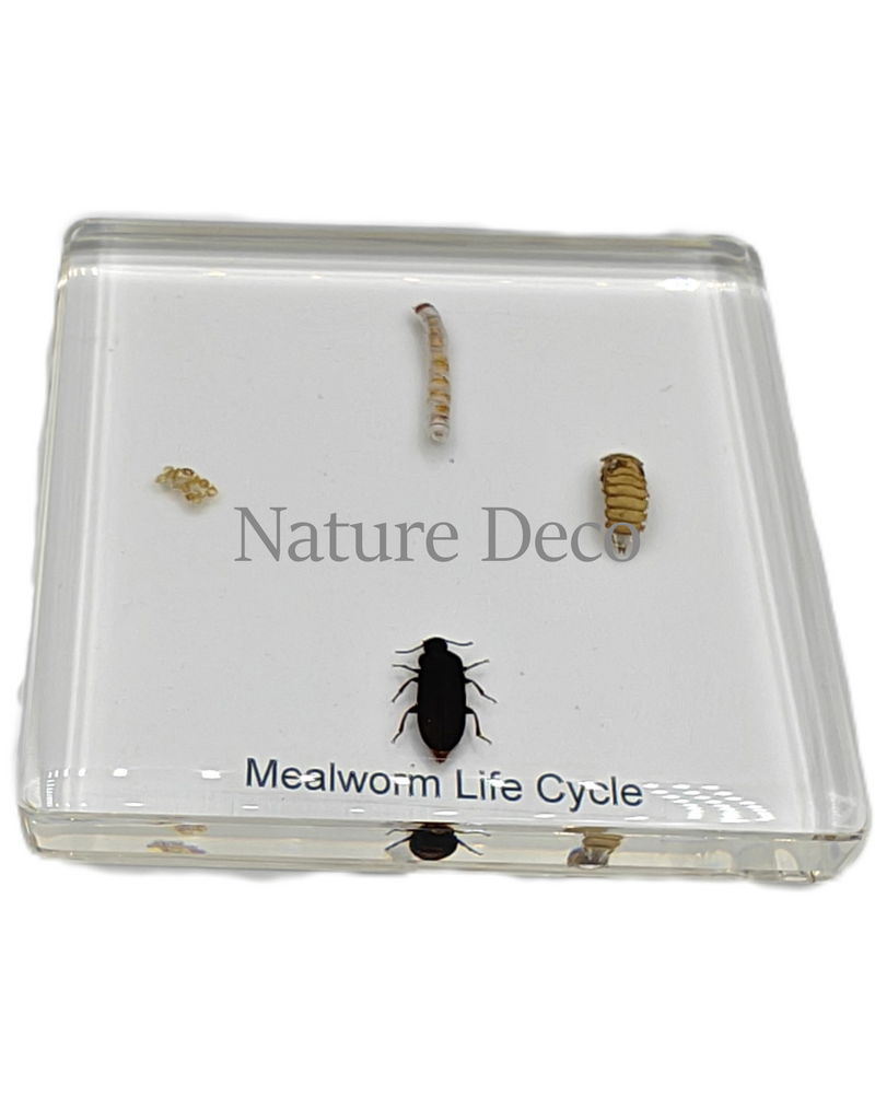 . Mealworm lifecycle in resin