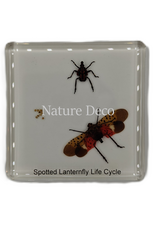 . Spotted lanternfly lifecycle in resin 7,5 x 7,5 x 1 cm