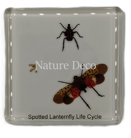 . Spotted lanternfly lifecycle in resin