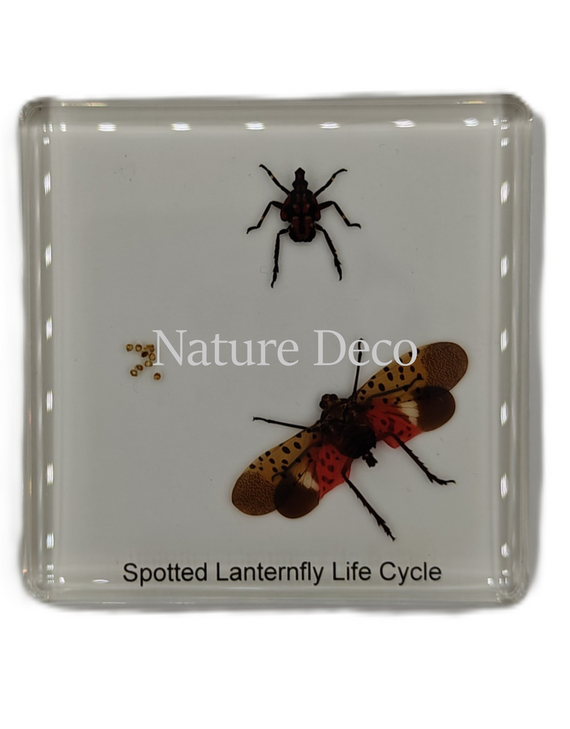 . Gevlekte lantaarnvlieg levenscyclus  in hars 7,5 x 7,5 x 1 cm
