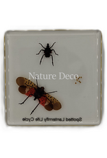 . Spotted lanternfly lifecycle in resin 7,5 x 7,5 x 1 cm