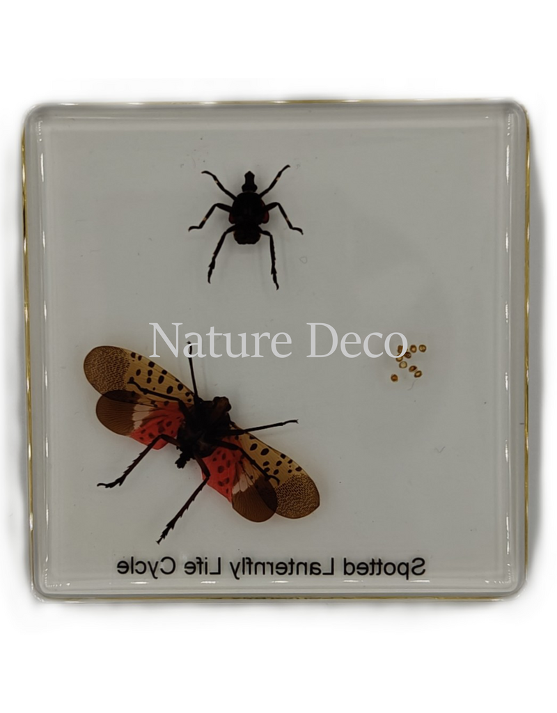 . Spotted lanternfly lifecycle in resin 7,5 x 7,5 x 1 cm
