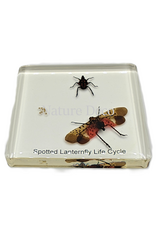 . Gevlekte lantaarnvlieg levenscyclus  in hars 7,5 x 7,5 x 1 cm