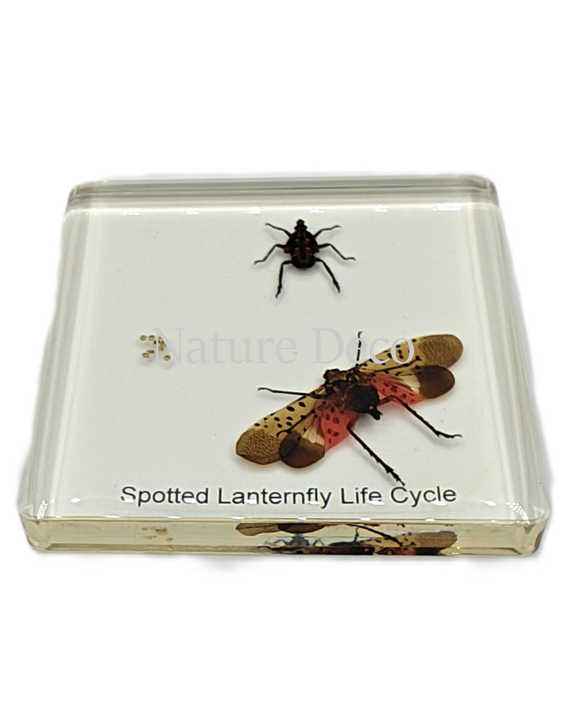. Spotted lanternfly lifecycle in resin 7,5 x 7,5 x 1 cm