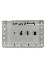 . Housefly lifecycle in resin