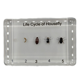 . Housefly lifecycle in resin