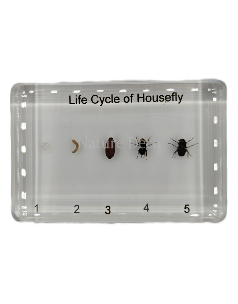 . Housefly lifecycle in resin