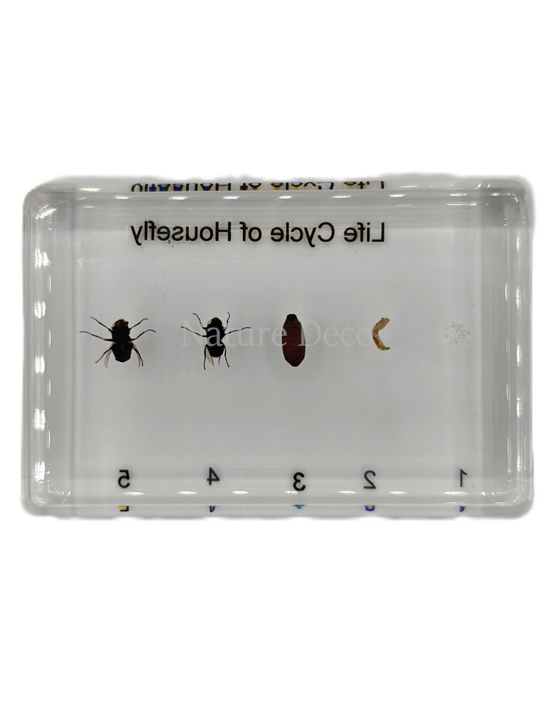 . Housefly lifecycle in resin