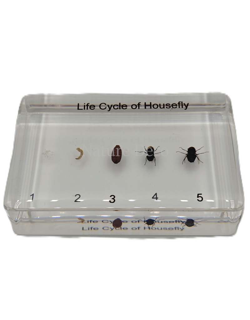. Housefly lifecycle in resin