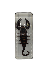 . Scorpion in resin large