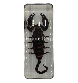 . Scorpion in resin large