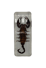 . Scorpion in resin large