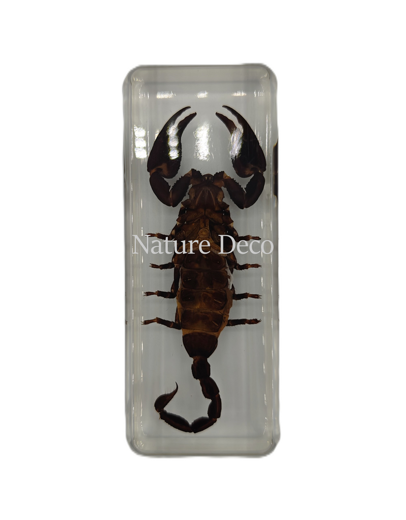 . Scorpion in resin large
