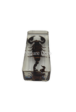 . Scorpion in resin large