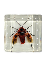 . Euscopus rufipes in resin  4 x 4 x 1 cm