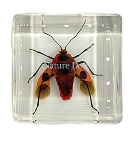. Euscopus rufipes ( wants ) in hars
