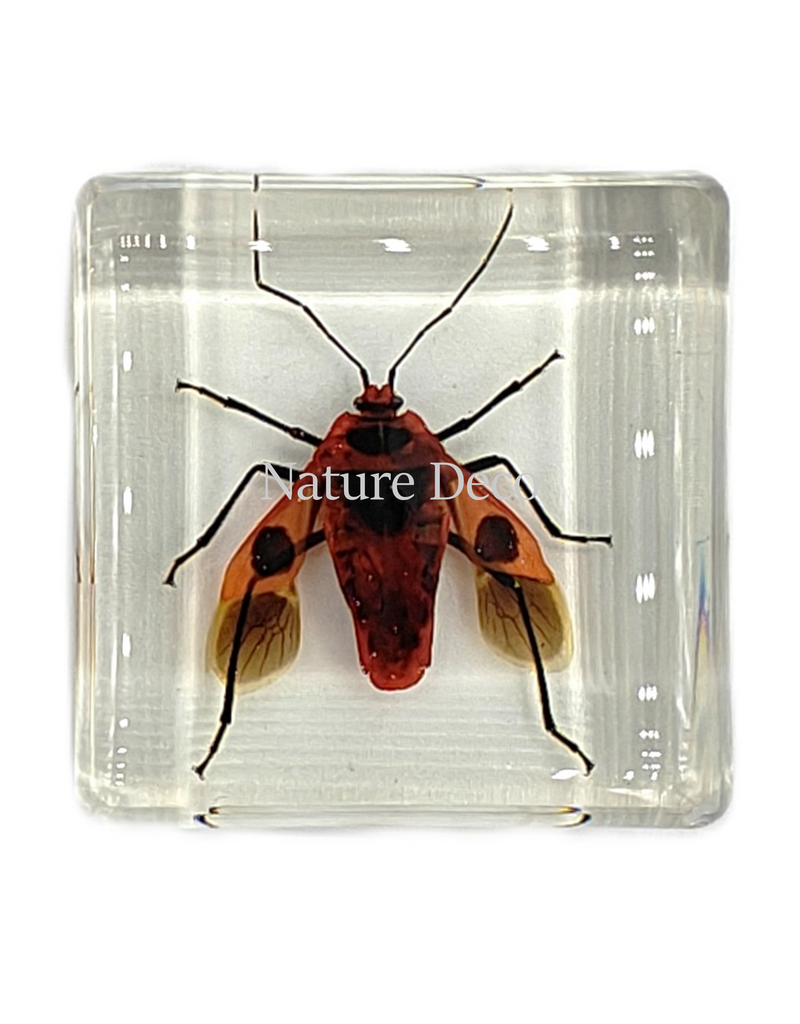 . Euscopus rufipes in hars 4 x 4 x 1 cm