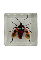 . Euscopus rufipes in resin  4 x 4 x 1 cm