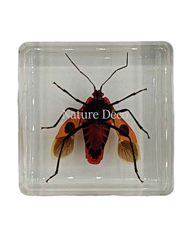 . Euscopus rufipes in hars 4 x 4 x 1 cm