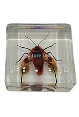 . Euscopus rufipes in hars 4 x 4 x 1 cm