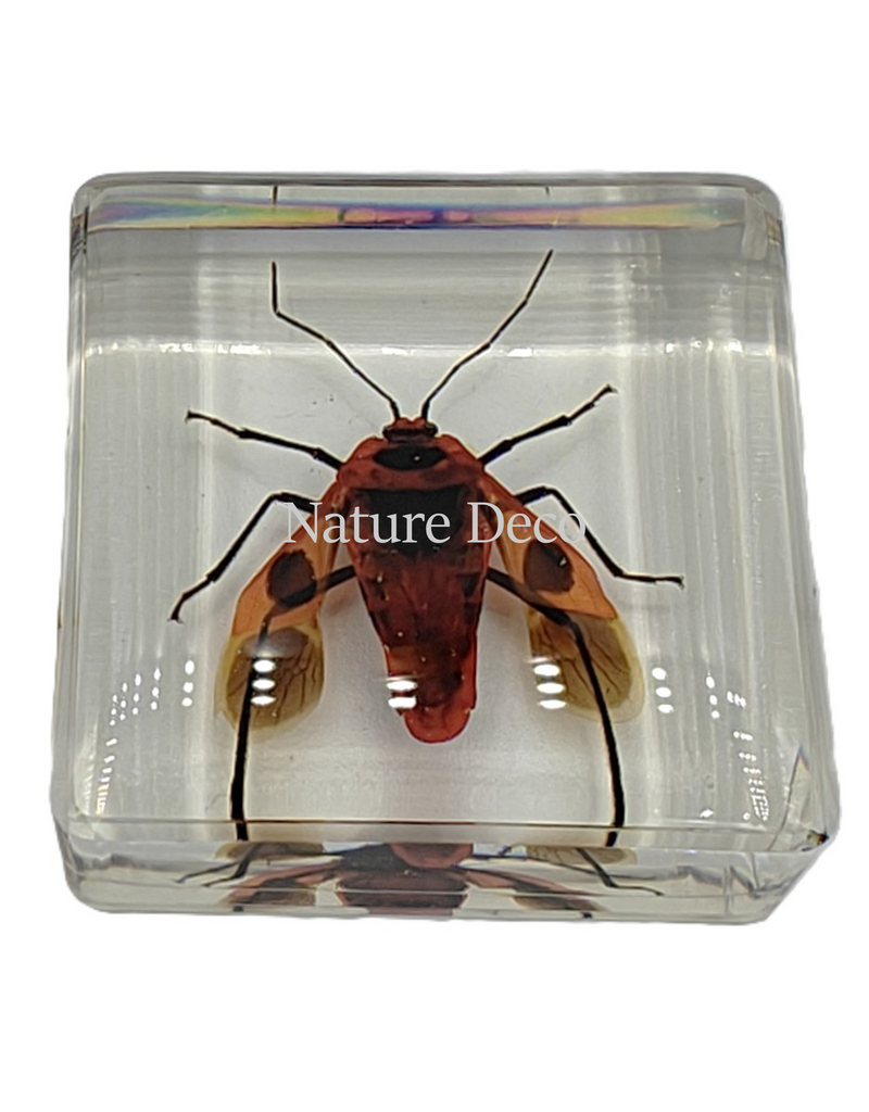. Euscopus rufipes in hars 4 x 4 x 1 cm
