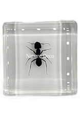 . Polyrhachis dives in resin ( ant ) 4 x 4 x 1 cm