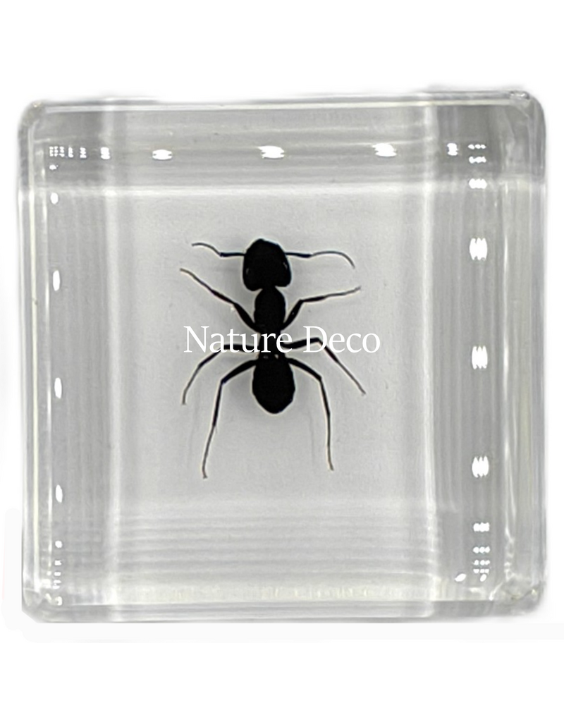 . Polyrhachis dives in resin ( ant ) 4 x 4 x 1 cm