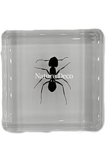 . Polyrhachis dives in resin ( ant ) 4 x 4 x 1 cm